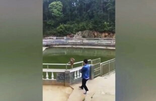 VIDEO A împins o maimuță în apă, însă ce a urmat pare rupt din filme