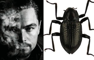 A fost descoperită o nouă specie de insectă: gândacul DiCaprio