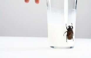 Ați bea lapte de gândaci? O companie sud-africană vinde deja un astfel de produs
