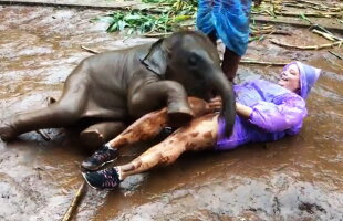 VIDEO Imaginile care te vor emoţiona până la lacrimi. Iată cum reacţionează un pui de elefant!