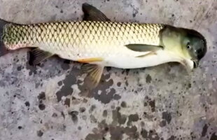 VIDEO Şocant! Au pescuit un peşte mutant cu cap de pasăre