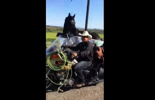 VIDEO Cea mai tare invenţie » Cum să transporţi un cal cu o motocicletă