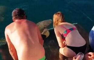 VIDEO A vrut să hrănească un rechin, însă a avut parte de coșmarul vieții!