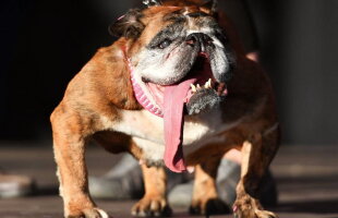 VIDEO A murit cel mai urât câine din lume. Uite cum putea să arate!
