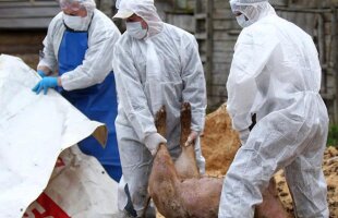 Primarul din prima localitate tulceană lovită de pesta porcină: ”E o batjocură cum gestionează epidemia! Nici acum nu s-au apucat să împuște mistreții!”
