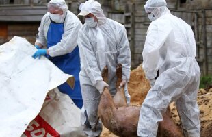 Primarul din Ceatalchioi, prima localitate tulceană afectată de pesta porcină: "Nu au dezinfectat nimic, iar animalele care au scăpat încă de boală sunt libere, bine mersi"