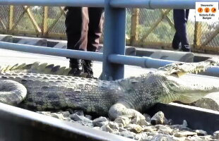 VIDEO Alertă pe calea ferată! Un crocodil a fost surprins pe lângă călători