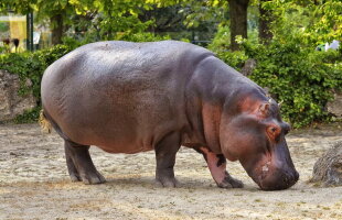A vrut să fotografieze un hipopotam, dar totul s-a terminat tragic