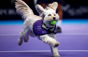 GALERIE FOTO Viitorul tenisului? Copiii de mingi au fost înlocuiți » Au adus câini la turneul de astăzi din Londra