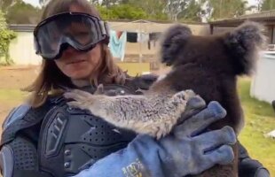 VIDEO Farsă în direct pentru o jurnalistă: credea că ține în brațe un „urs koala ucigaș, cu colți veninoși” :))