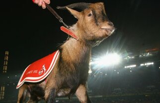 Ţapul a ajuns timbru