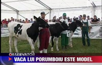 VIDEO / Şi Porumboiu e CAMPION! La crescut VACI! :)