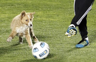 UEFA sterilizează maidanezii din Ucraina pentru ”securitatea” turneului final!