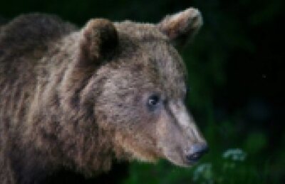 Sinaia. O urs-gunoier de 100 de kilograme, capturat de pădurari