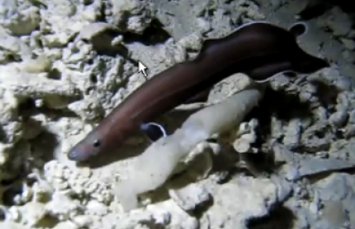A fost descoperită o fosilă vie de anghilă, veche de 200 de milioane de ani (VIDEO)