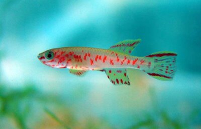 Acesta este peştele care se autofecundează