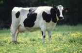Trotuare pentru vaci, într-o comună din judeţul Gorj