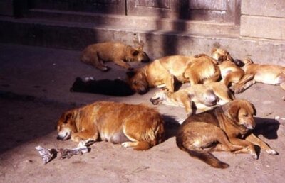 Primăria a adunat maidanezii din jurul Naţional Arena :)