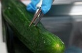 Guvernul. Despăgubiri de 3,7 milioane euro pentru producătorii de legume afectaţi de criza E.coli