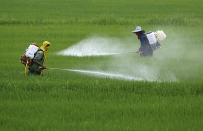 Arma mortală biologică: milioane de animale create să-şi distrugă speciile. Cum va dispărea crapul european din Australia