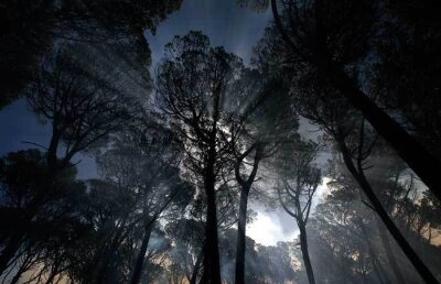 Frunza solară care ne va da energie