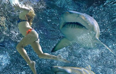 Panică în Australia! Un meci de golf ameninţat de rechini