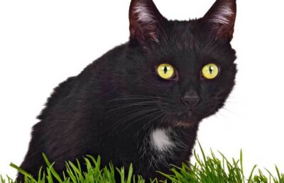 Care sunt cele mai rare culori de ochi. Doar 2% din populaţia mondială are ochii verzi