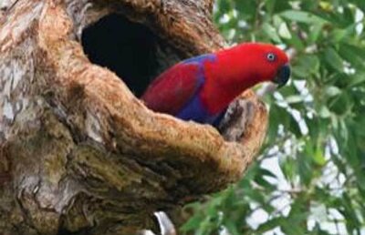 În contradicţie cu evoluţionismul, papagalii Eclectus îşi omoară puii pentru a asigura salvarea speciei