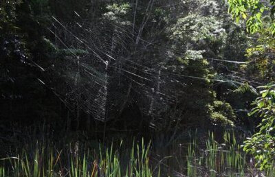 Vezi cum arată cea mai mare pânză de păianjen din lume! (VIDEO)