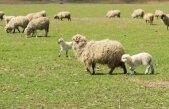 În România se fură maşini, în Bulgaria se fură turme de oi