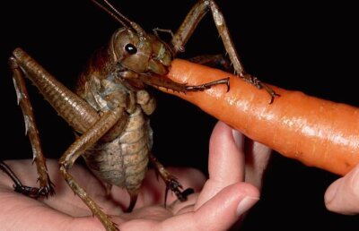 Cea mai mare insectă din lume, descoperită în Noua Zeelandă: Weta gigant cântăreşte cât trei şoareci