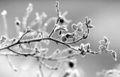 S-a lăsat destul aşteptată! Iarna îşi intră în drepturi. Vezi prognoza meteo pentru restul săptămânii