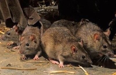 Şobolanii se ajută unii pe alţii (studiu)