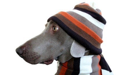 Fă-i paşaport animalului tău de companie!