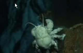 O "lume dispărută", descoperită pe fundul mării, în largulş coastelor Antarcticii (VIDEO)