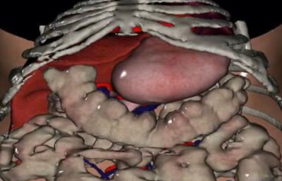 Mai mulţi cercetători europeni au creat "ficatul virtual" (VIDEO)