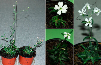 Cercetătorii ruşi au adus la viaţă plante din fructe de acum 30.000 de ani