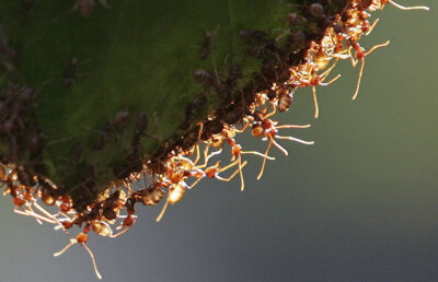 Mare grijă la muşuroaie. Furnicile au memorie colectivă şi ţin minte duşmanii