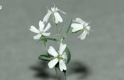 Plantă readusă la viaţă după 30.000 de ani! (VIDEO)