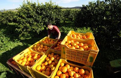 Portocalele si grapefruit-ul reduc riscul de accidente vasculare