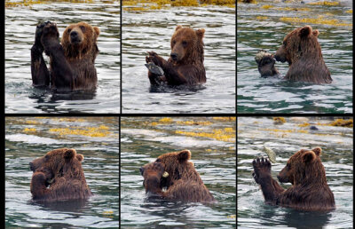 Asta e cel mai deştept urs din lume. Vezi de ce