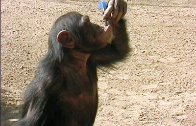 Cercetătorii japonezi cred că au găsit motivul pentru care oamenii au început să meargă pe două picioare