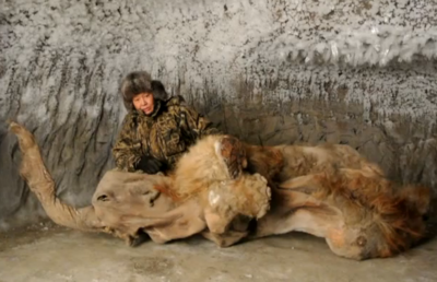 Autopsia unui pui de mamut sugerează că ar fi fost ucis de oameni. După ce îl furaseră din ghearele unui leu...