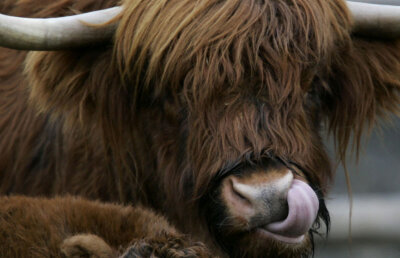 Toate vacile care trăiesc în prezent sunt urmaşele a aproximativ 80 de bouri care au trăit în Iran, în urmă cu 10.500 de ani