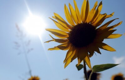 O genă rezistentă la secetă: Revoluţie biotehnologică în Argentina