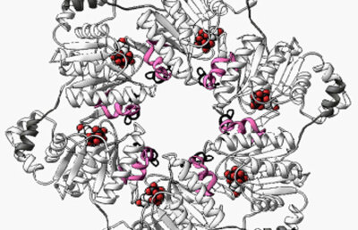 Copiii bătuţi îmbătrânesc mai repede. Abuzul duce la deteriorarea ADN-ului, au descoperit oamenii de ştiinţă