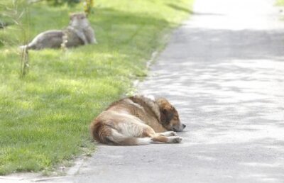 Autorităţile au început să adune maidanezii din jurul Naţional Arena