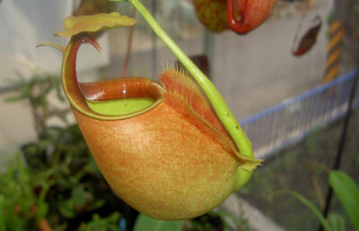 Simbioză inedită: o plantă carnivoră şi o specie de furnici se hrănesc reciproc