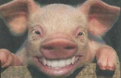 Un porc de 380 kg va fi oracol la Euro: ”E un profund cunoscător al secretelor fotbalului” ;)