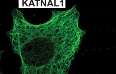 Pilula pentru bărbaţi: Oamenii de ştiinţă, pe cale să producă primul contraceptiv masculin